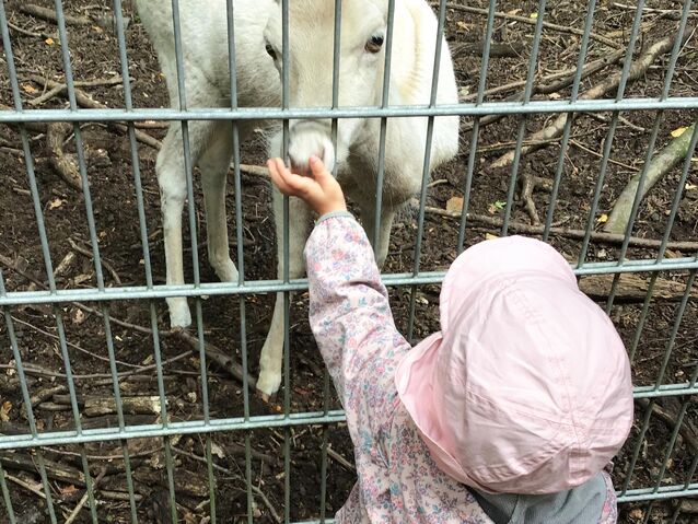 Kinder die Kita „Kirschblüte“ unternahmen Ausflüge zum Lotti-Hof und in den Zoo