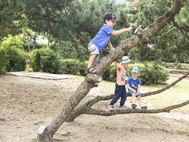 V.l.: Moritz, Hannes und Elian erkunden beim Klettern die Natur auf der Freifläche der Kita „Sonnenschein“ Foto: Kita gGmbH